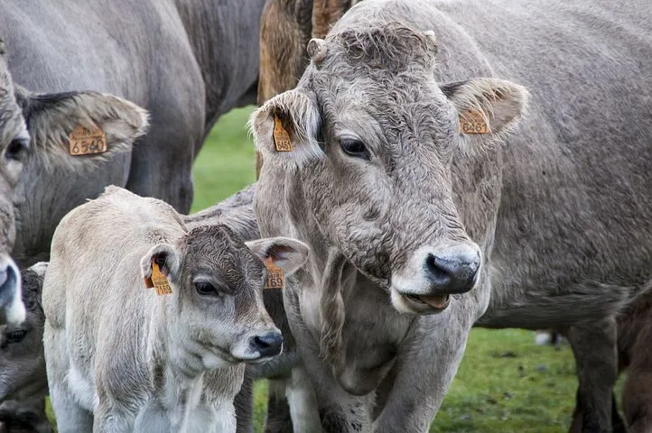 Молочное скотоводство в Коми продолжает оставаться убыточным – Денис Шаронов 
