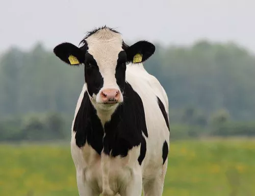 Молочная отрасль в Коми: поголовье снижается, надои растут